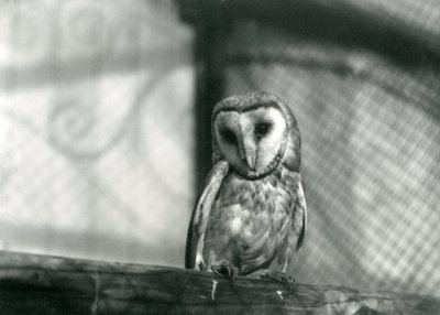 Un barbagianni allo zoo di Londra, gennaio 1922 da Frederick William Bond